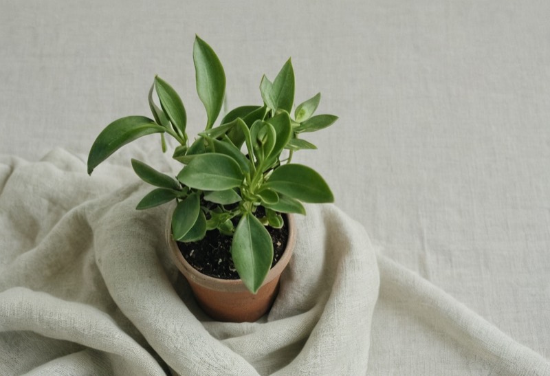 リネンの布に包まれた小さな鉢植え